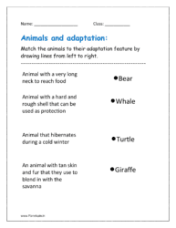 Match the animals to their adaptation feature by drawing lines from left to right