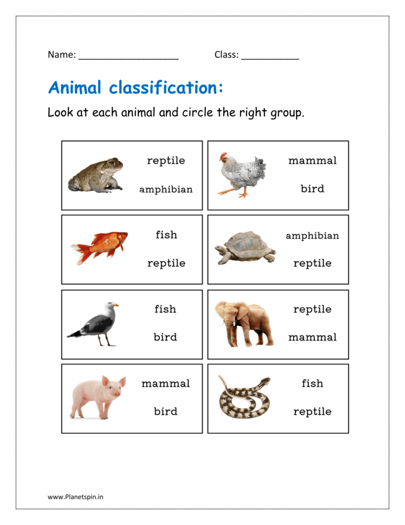 Look at each animal and circle the right group.