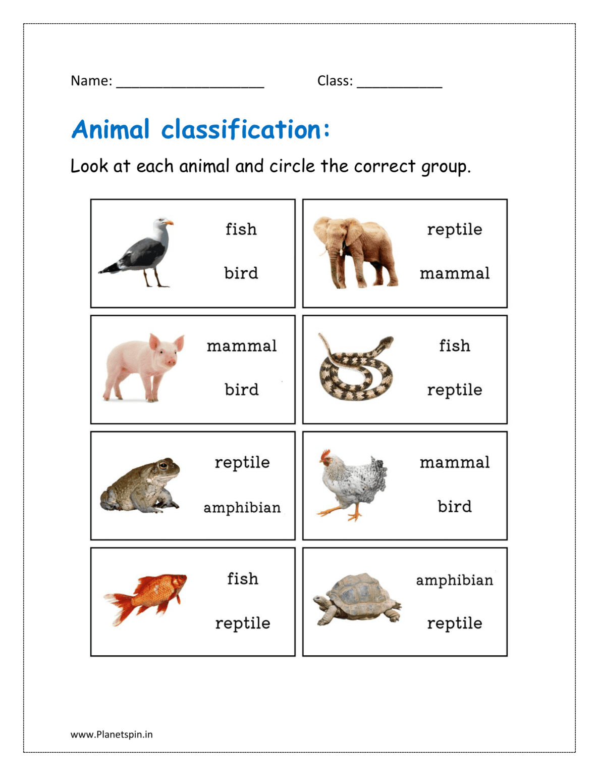 Worksheets On Animal Classification | Planetspin.in