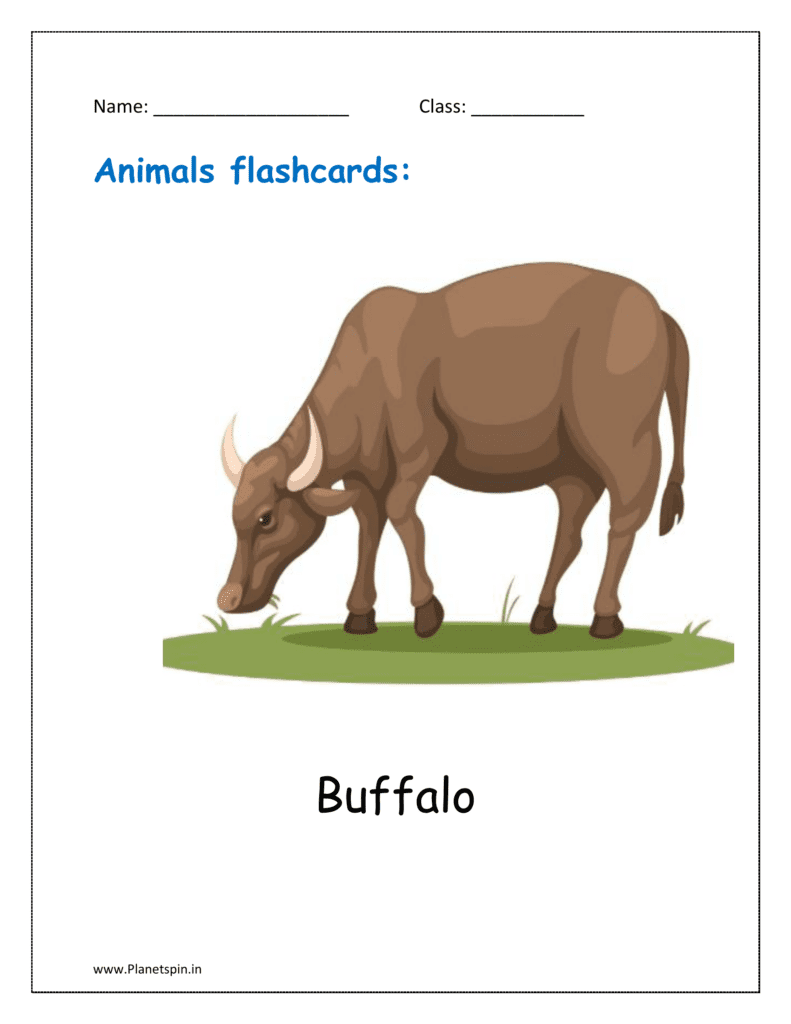 4. Animal flashcard of Buffalo