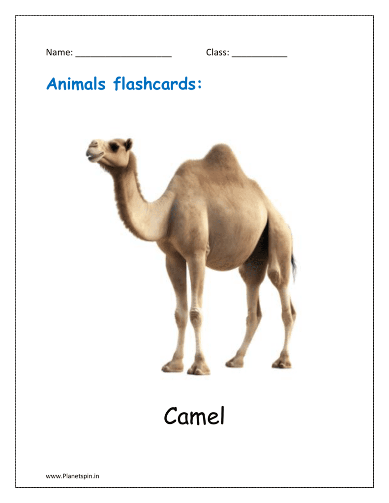 13. Free Animal flashcard of Camel