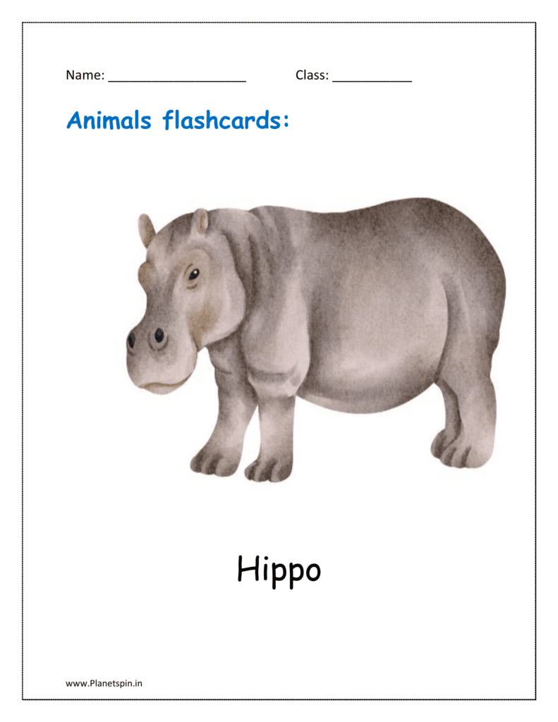 3. Animal flashcard of Hippo