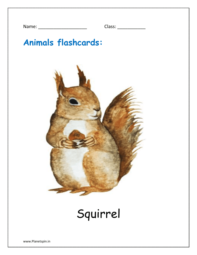 8. Animal flashcard of Squirrel