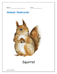 8. Animal flashcard of Squirrel