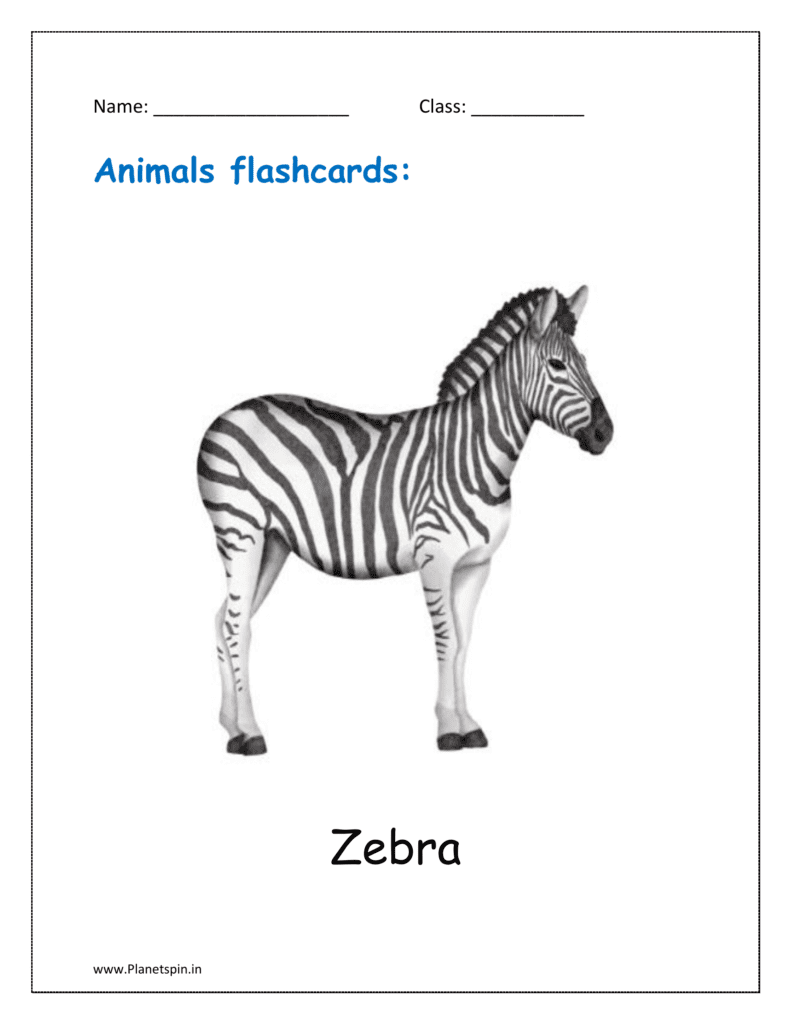 14. Free Animal flashcard of Zebra