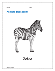 14. Free Animal flashcard of Zebra