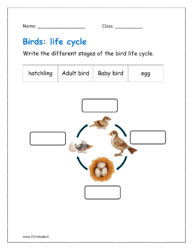 Write the different stages of the bird life cycle (animal life cycles)
