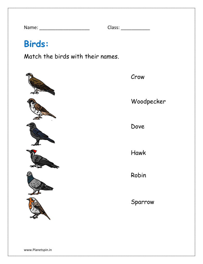 Match the birds with their name in worksheet