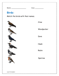 Match the birds with their name in worksheet