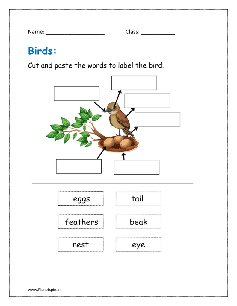 birds name worksheet for kindergarten