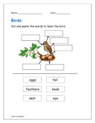 birds name worksheet for kindergarten