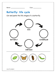 Cut and paste the life stages of a butterfly.