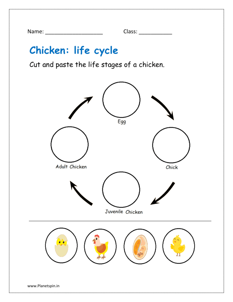 Chicken life cycle