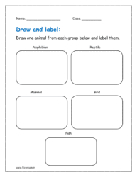 Draw one animal from each group below and label them