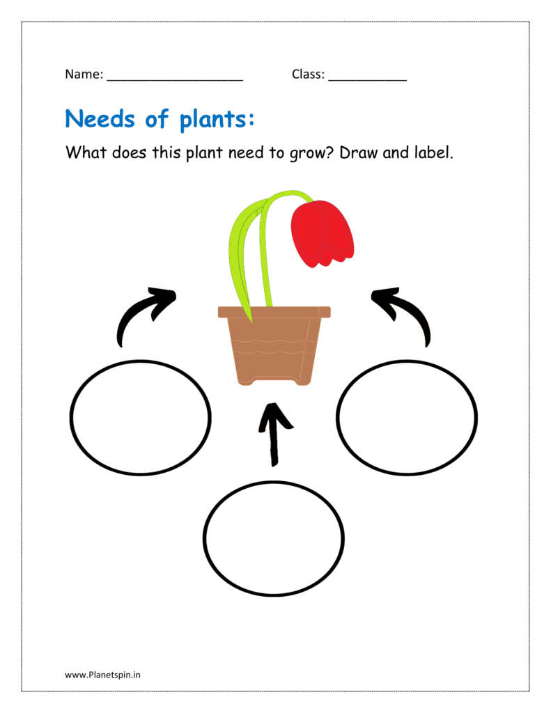 What does this plant need to grow? Draw and label.