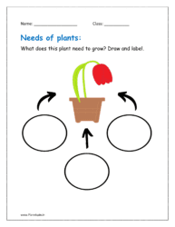 What does this plant need to grow? Draw and label.