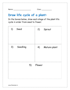 In the boxes below, draw each stage of the plant life cycle in order from seed to flower.