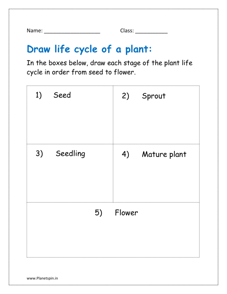 In the boxes below, draw each stage of the plant life cycle in order from seed to flower.