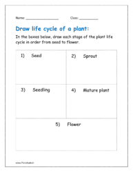 In the boxes below, draw each stage of the plant life cycle in order from seed to flower.