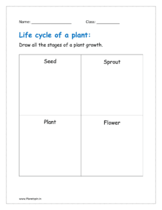 Draw all the stages of a plant growth.