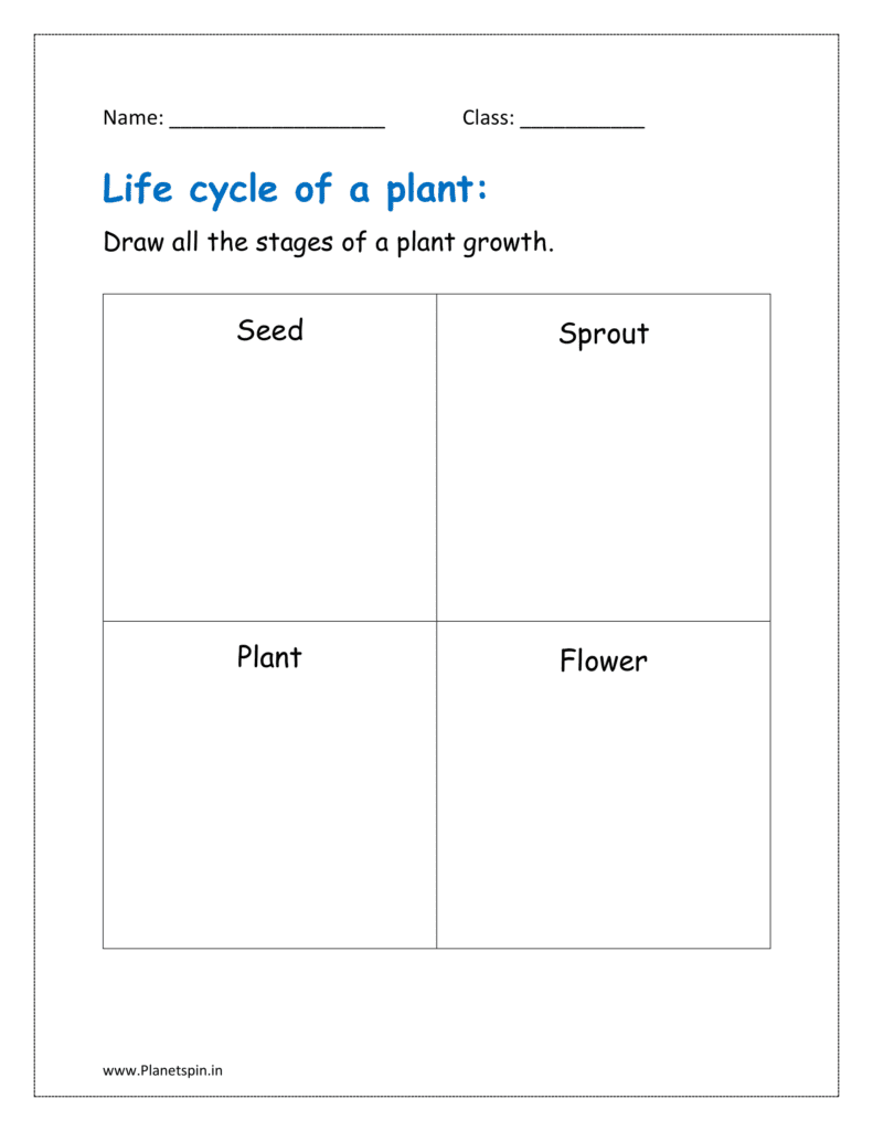 Draw all the stages of a plant growth.