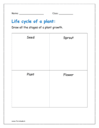 Draw all the stages of a plant growth.