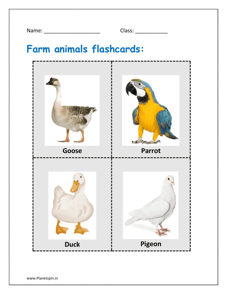 Goose, parrot, duck, pigeon