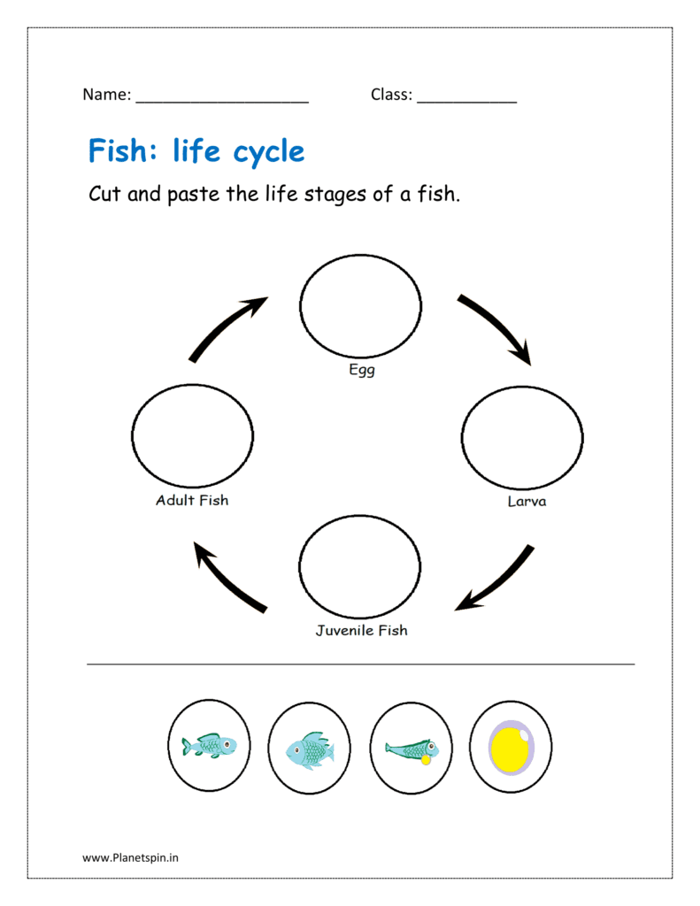 Fish life cycle