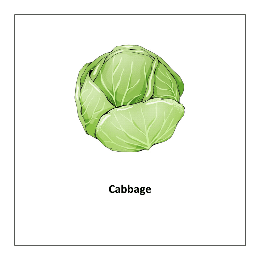 Vegetable flashcards: Cabbage