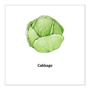 Vegetable flashcards: Cabbage