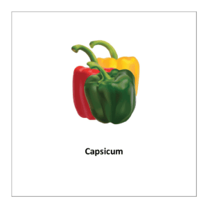 free printable flashcards of vegetables: Capsicum