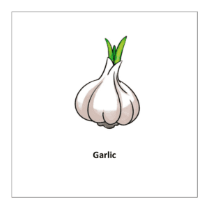  Free printable flashcard of vegetable: Garlic