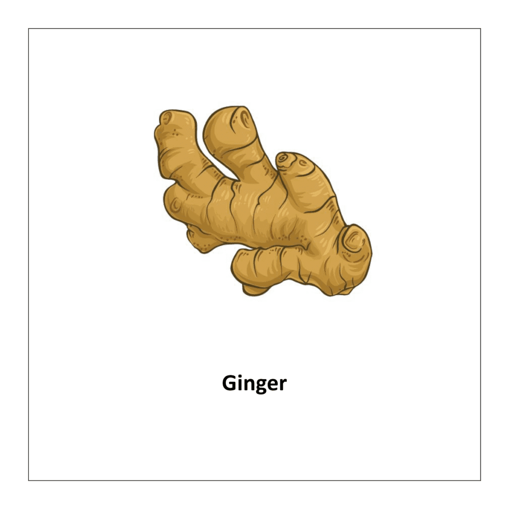 Flash card of vegetable list: Ginger