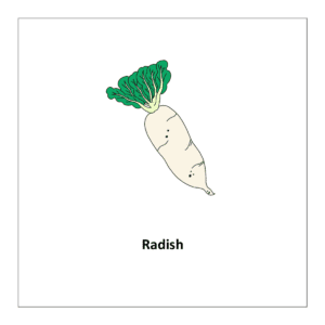 Free printable Flashcards of : Radish