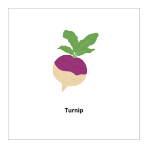 Vegetable flashcard: Turnip