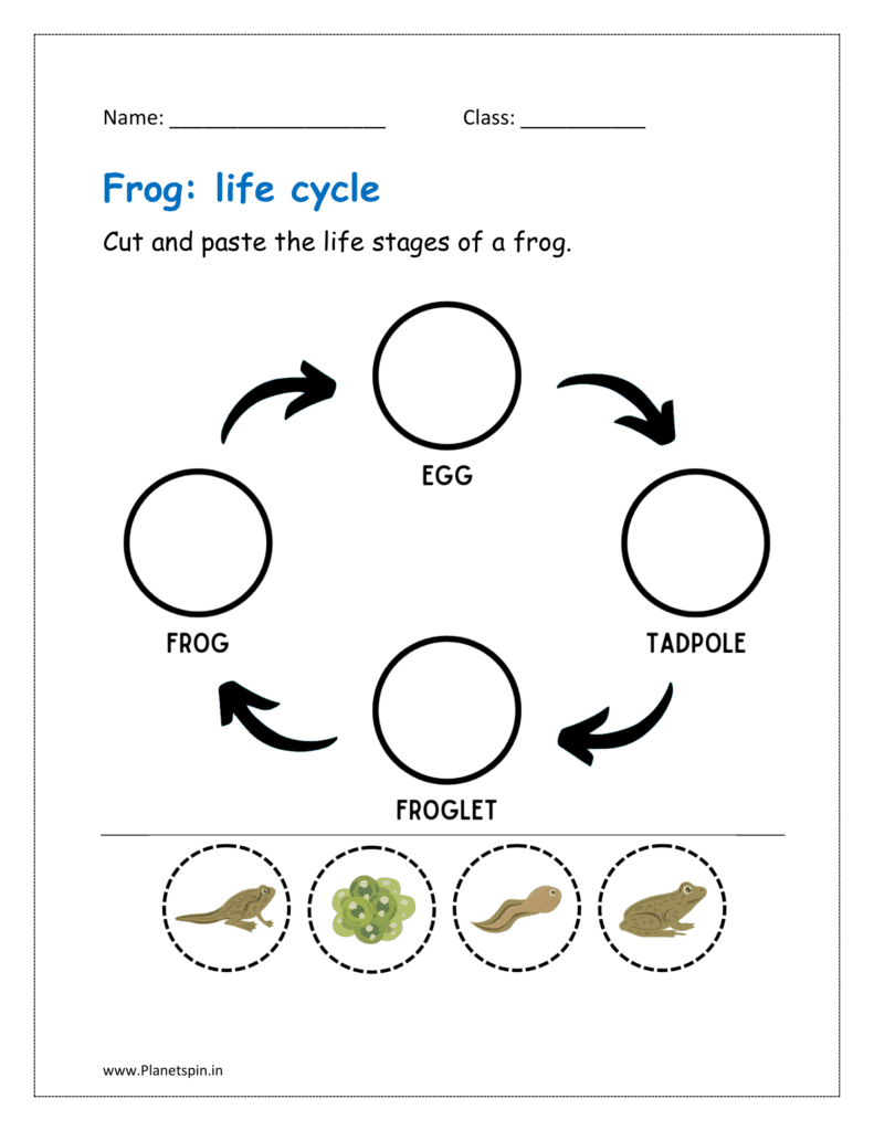 Cut and paste the life stages of a frog in the given free printable animal life cycle worksheet pdf