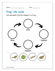 Cut and paste the life stages of a frog (animal life cycles)
