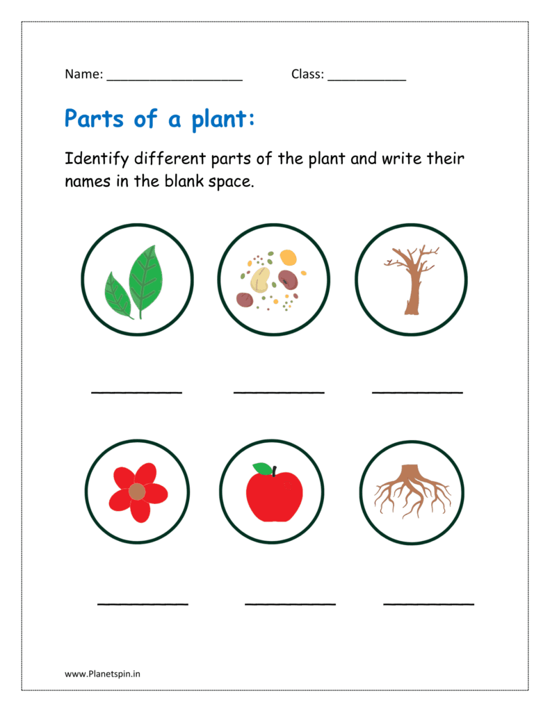 Identify different parts of the plant and write their names in the blank space.