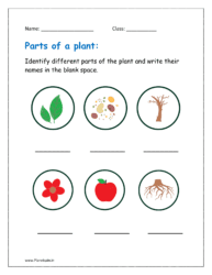 Identify different parts of the plant and write their names in the blank space.