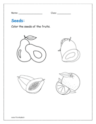 Color the seeds of the fruits