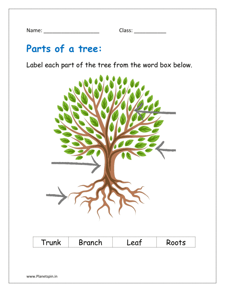 Label each part of the tree from the word box below in the worksheet.