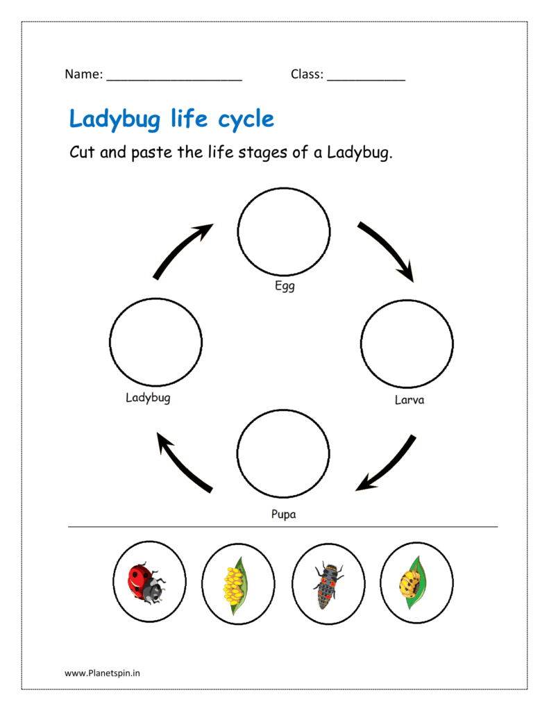 Ladybug life cycle