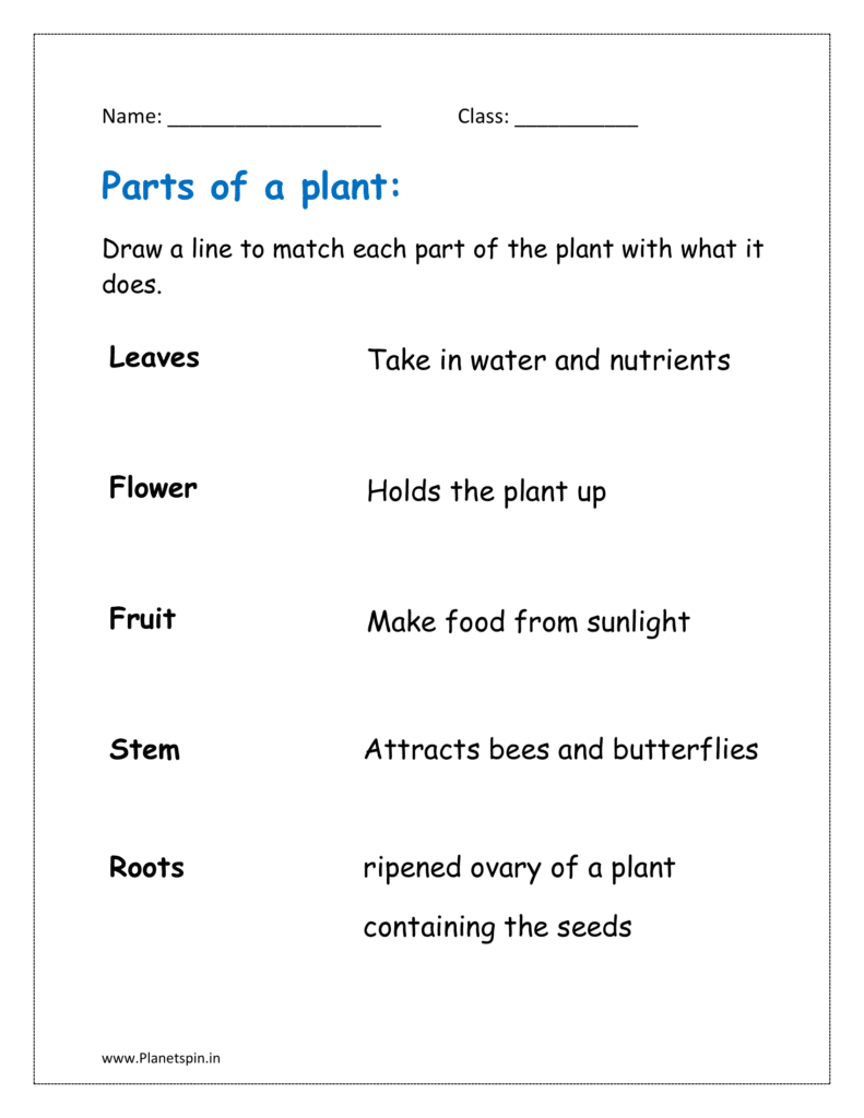 Draw a line to match each part of the plants with what it does.