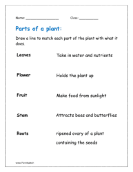 Draw a line to match each part of the plants with what it does.