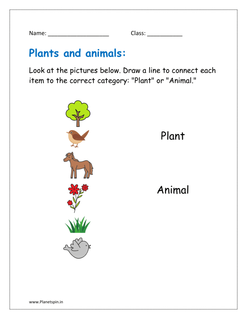 Look at the pictures below. Draw a line to connect each item to the correct category: "Plant" or "Animal."