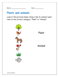 Look at the pictures below. Draw a line to connect each item to the correct category: "Plant" or "Animal."