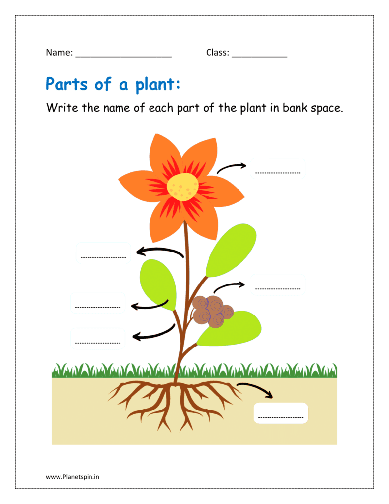 Write the name of each part of the plant in bank space (worksheet for parts of plants)