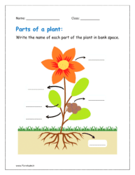 Write the name of each part of the plant in bank space (worksheet for parts of plants)