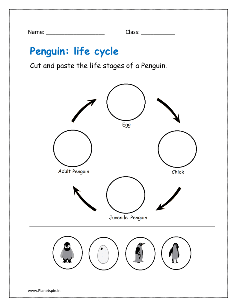 Penguin life cycle