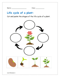 Cut and paste the stages of the life cycle of a plant